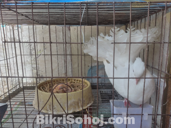 বাচ্চা সহ সাদা লক্ষা জোড়া